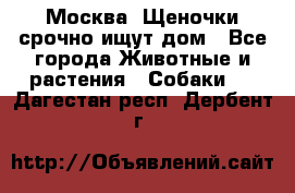 Москва! Щеночки срочно ищут дом - Все города Животные и растения » Собаки   . Дагестан респ.,Дербент г.